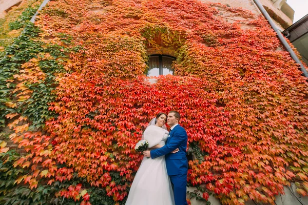 Elegante bella coppia di nozze, sposa e sposo in posa nel parco vicino alla parete con pianta strisciante rossa — Foto Stock