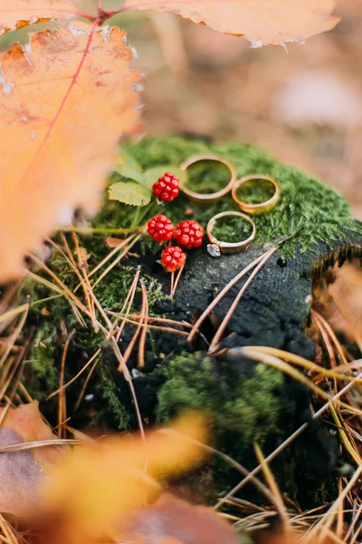 Drie trouwringen op de oude stomp met onrijpe bramen in de herfst bos — Stockfoto