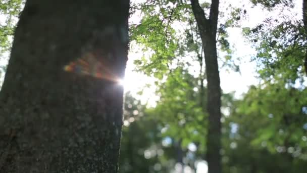 Luzes da manhã de verão sob uma enorme árvores verdes na floresta — Vídeo de Stock