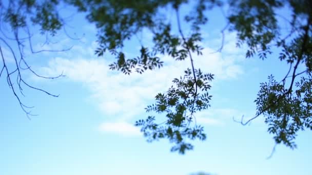 Vacker blå himmel med vita moln och gröna trädgrenar på förgrunden — Stockvideo