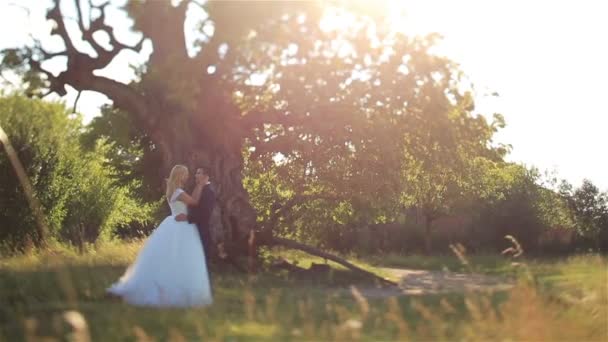 Gyönyörű, elegáns, boldog menyasszony és elegáns vőlegény csók a háttérben a gyönyörű naplemente, az erdő — Stock videók