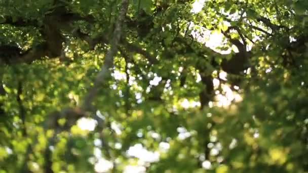 Sommar morgon ljus under gröna blad i skogen på nära håll — Stockvideo