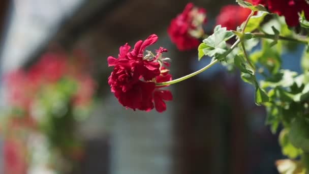 Close-up van rode geranium bloemen zwaaiend in de wind — Stockvideo