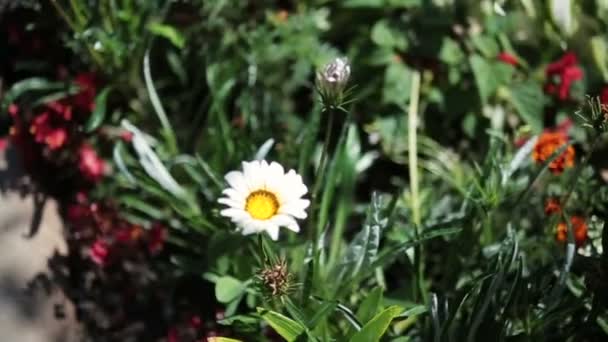 Flores coloridas da primavera no campo de perto — Vídeo de Stock