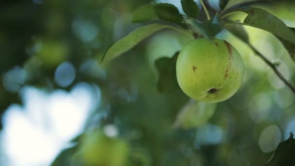 Grüner Apfel am Graben aus nächster Nähe — Stockvideo