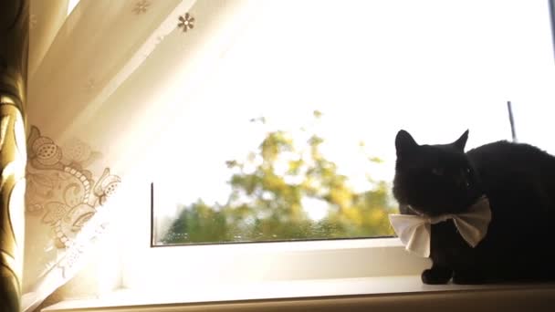 Gato lindo con corbata en la ventana — Vídeos de Stock