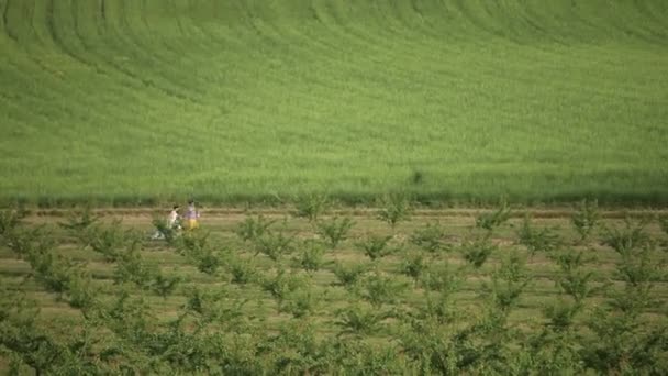 Feliz pareja de recién casados en vestidos de novia corre a través del campo de la granja y divertirse — Vídeos de Stock