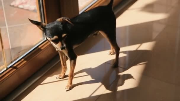 Pequeño perro mascota negro se ve arround de pie cerca de la puerta trasera de la casa, quiere jugar fuera — Vídeo de stock