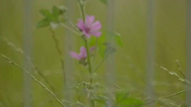 Flores silvestres púrpura y hierba en el campo cerca de la pista del aeropuerto — Vídeo de stock