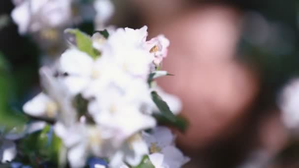 Feliz casal apaixonado beijando no pomar de cereja primavera com muitas flores brancas — Vídeo de Stock
