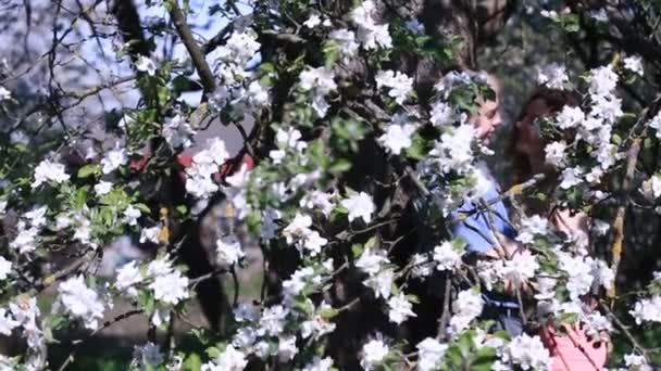 O par sensual encontrou a privacidade no pomar de cereja florescente abaixo da árvore cheia de pequenas flores brancas. Bonito jovem tem doce conversa com menina bonita — Vídeo de Stock