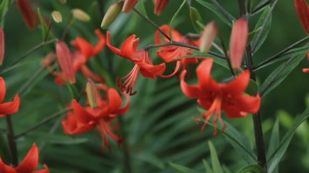 Arbusto de flores de lirio tigre naranja con flores abiertas en el jardín de la casa de verano de cerca — Vídeos de Stock