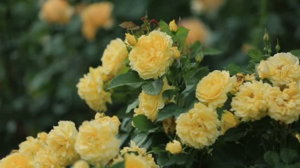 Wspaniały żółty różany krzew w ogrodzie — Wideo stockowe