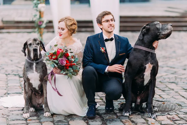 Casal de casamento atraente sentado em suas assombrações no pavimento e segurando dois seus cães de raça pura — Fotografia de Stock