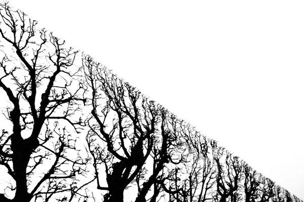 Abstraktní bezlisté stromy a větve s konceptem geometrie — Stock fotografie