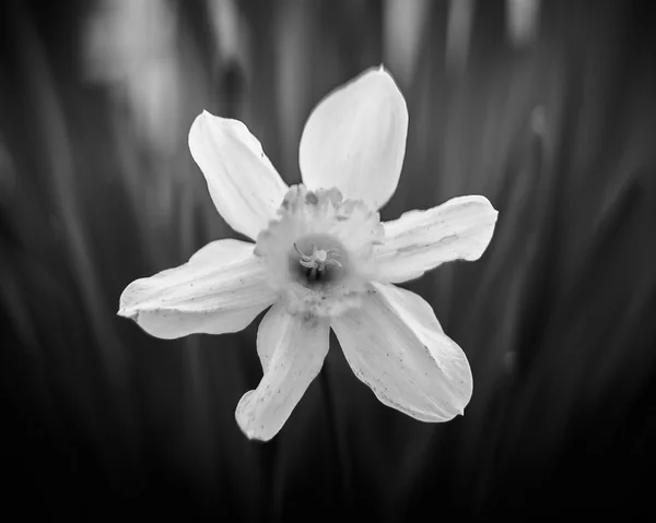 Weiße Narzissenblüte, Nahaufnahme, schwarz-weißer Schuss — Stockfoto