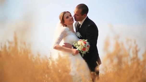 Sposo che tiene la sua bella sposa e la bacia sul campo di grano giallo — Video Stock