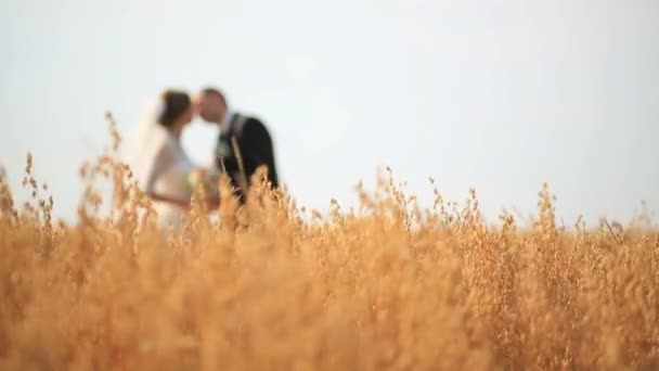 Novio besando a su hermosa novia mientras ambos pasean en el campo de trigo amarillo — Vídeo de stock