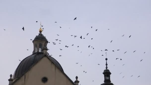 Raven flock fly upon the domes of antique baroque church on cloudy day — Stock Video