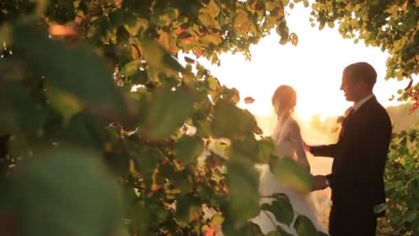 Lovely newlywed bride and groom walking in amazing green park at sunset — Stock Video