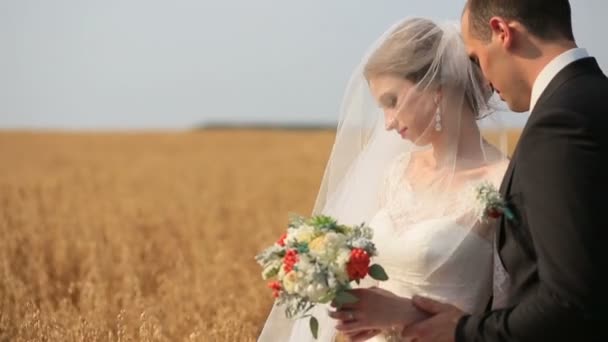 Novio besando a su hermosa novia velada en el campo de trigo amarillo — Vídeo de stock