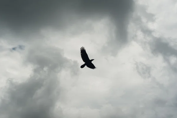 Silhuetten av svart kråka flyger över grå himmel. Deprimerande dramatiska bakgrund — Stockfoto