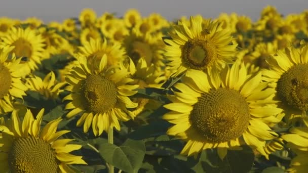 Plan de suivi d'un beau champ de tournesol avec des abeilles sur des fleurs dans des lumières jaunes sutset 