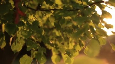 Yeşil sun ray ile sunset bulvarında yakın yaprakları