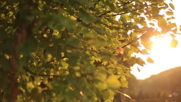 Ветви зеленых листьев деревьев закрываются на золотом закате — стоковое видео