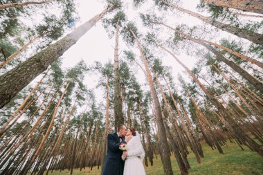 Mutlu şık yeni evli çifti genç çam ormanında poz