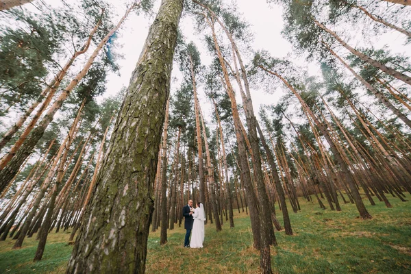 若い松林でポーズハッピースタイリッシュな新婚ペア — ストック写真