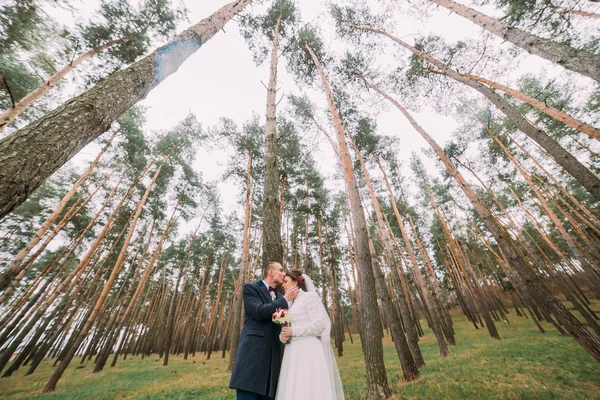 Mutlu şık yeni evli çifti genç çam ormanında poz. Damat nazikçe onun güzel gelin öpüşme — Stok fotoğraf
