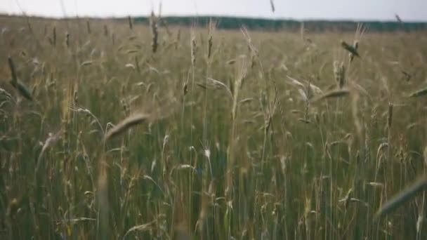 Camera moves through green cereal field at evening time — Stock Video