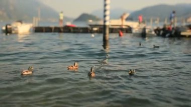 Pier Como Gölü'nün arka plan ördek yüzmek