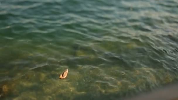 Kaczka pływać w jezioro Como — Wideo stockowe