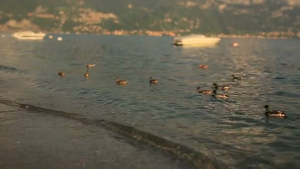 Enten schwimmen am Ufer des Comer Sees — Stockvideo