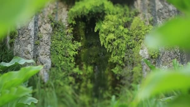 L'eau dans le fourré avec de la mousse — Video