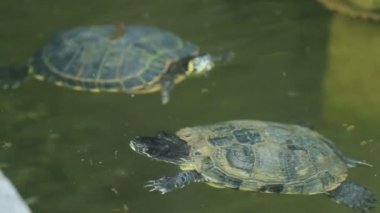 Sudaki kaplumbağalar.