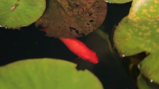 Poissons rouges dans l'eau — Video