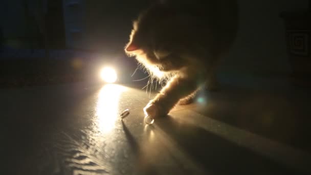 Крупный план котенка, играющего с обручальными кольцами — стоковое видео
