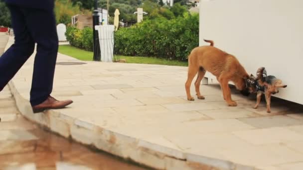 Schöner Bräutigam in stilvollen Schuhen, der den Hund auf der sonnigen grünen Gasse in Montenegro ausführt, budva aus nächster Nähe — Stockvideo