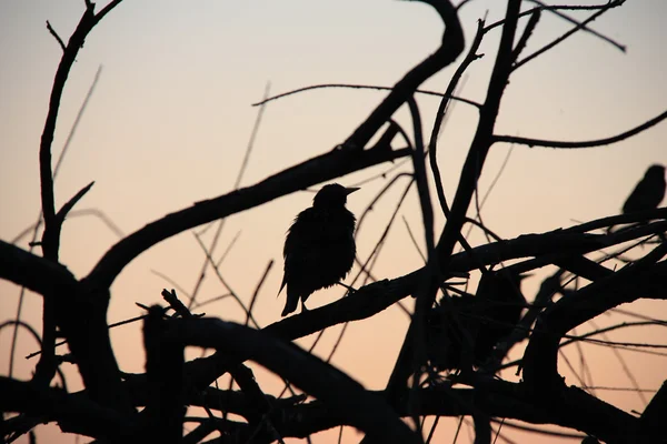 Малий силует птаха на фоні заходу сонця — стокове фото