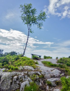 Yalnız bir ağaç ve bir tepenin bankta