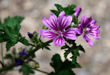 Çiçek mor yakın çekim