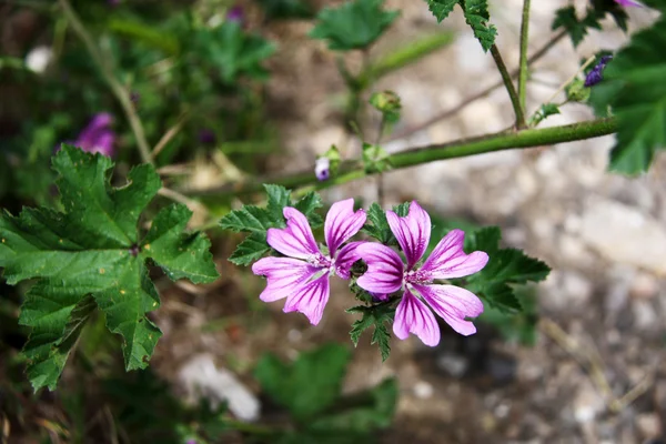 Flower purple close up