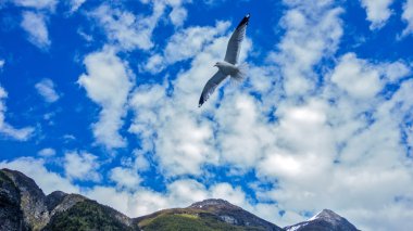 Gökyüzünde uçan martı