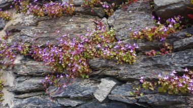 Taş duvar küçük çiçekler ile üstesinden filiz