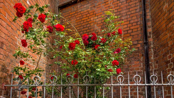 Rosas contra uma parede de tijolo — Fotografia de Stock