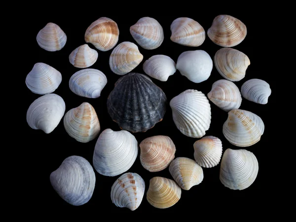 Small seashells on the black background — Stock Photo, Image