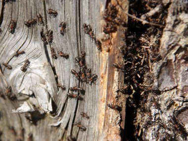 Ağaç gövdesindeki karıncalar